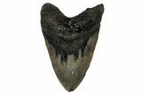 Fossil Megalodon Tooth - North Carolina #355847-1